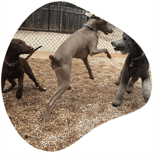 Dogs playing outside in the large, shaded yards at Shady Acres Pet Ranch in Brushy Creek, enjoying plenty of playtime with friends throughout the day.