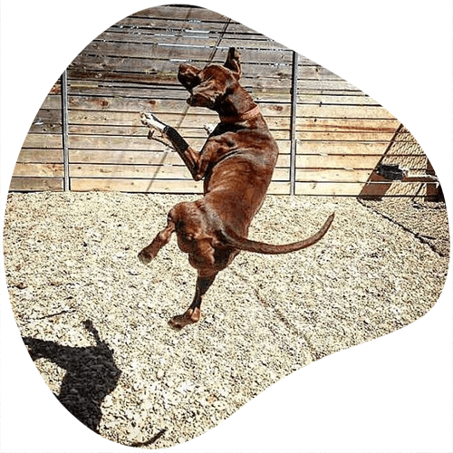 Brown dog jumping outside at Shady Acres Pet Ranch near Leander, TX