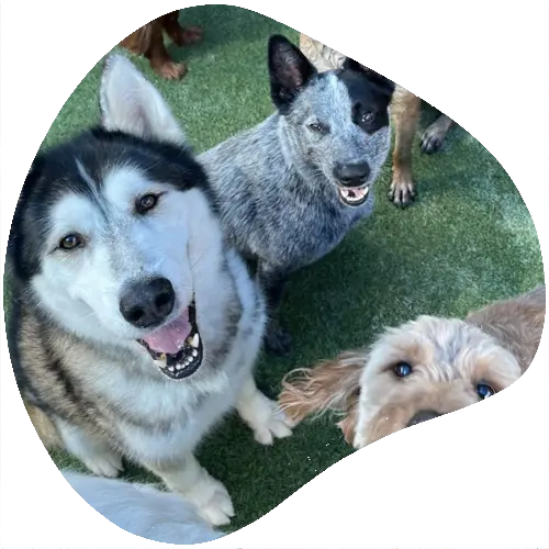 Group of happy dogs smiling in grass at Shady Acres Pet Ranch near Cedar Park, TX