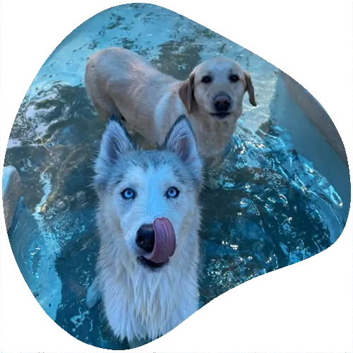Husky and lab playing in dog pool at Shady Acres Pet Ranch near Cedar Park, TX