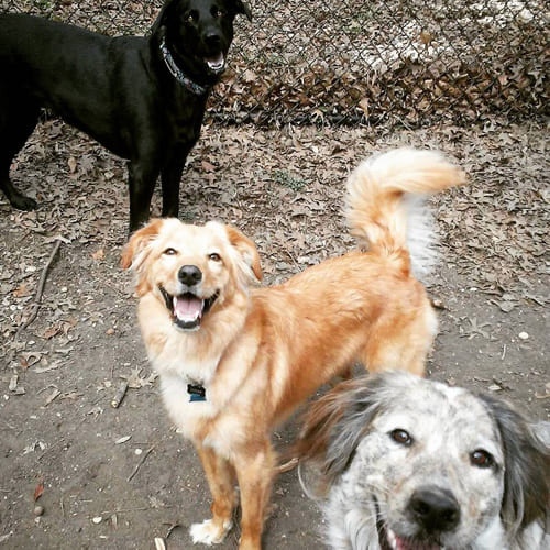 Three big dogs smiling at Shady Acres Pet Ranch near Leander, TX