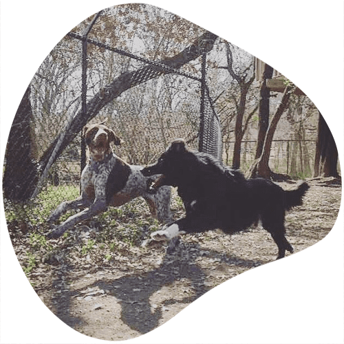 Two big dogs frolicking outside at Shady Acres Pet Ranch near Cedar Park, TX
